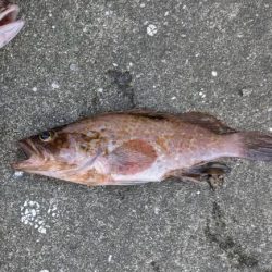 ジグヘッドでボトムゲーム