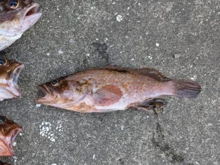 ジグヘッドでボトムゲーム