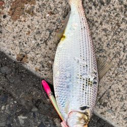 なかなか厳しいですが…