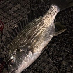 ヘチってきました