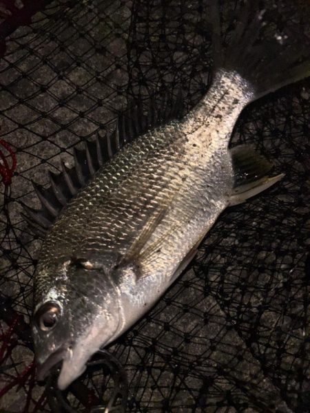 ヘチってきました