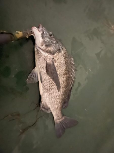 久々に楽しかった