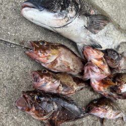 ボトムゲームでおチヌさん