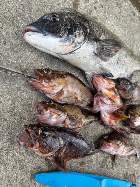 ボトムゲームでおチヌさん