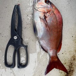 大原沖、LTイサキ