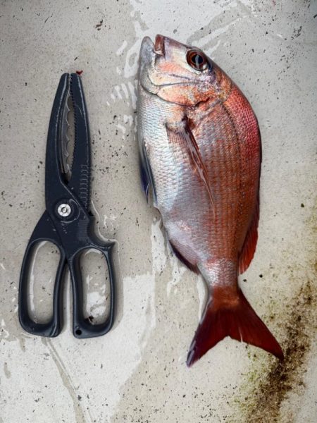 大原沖、LTイサキ