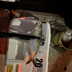 神戸空港アジング