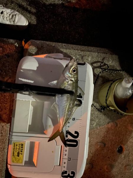 神戸空港アジング