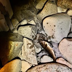 時合短いがポツポツと