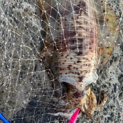 朝マズメのエギング