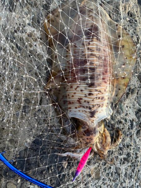 朝マズメのエギング