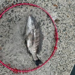 下津井 真鯛フカセ