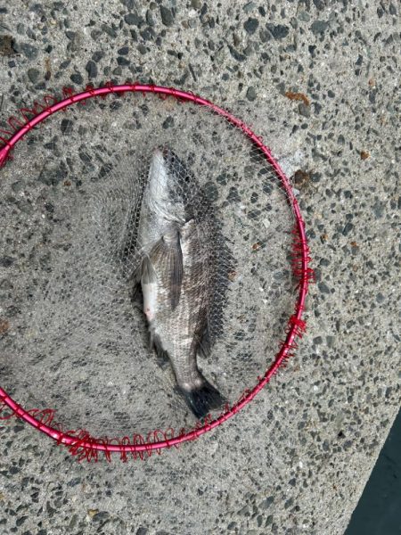 下津井 真鯛フカセ