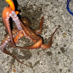 友達と2人遠征で爆釣