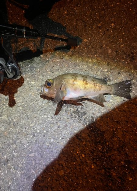 久々のライトゲーム