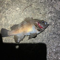 東二見メバル18