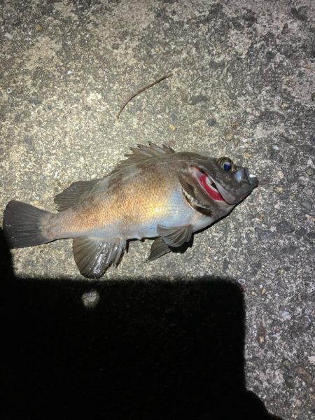 東二見メバル18