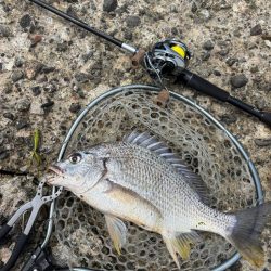 淀川午後チニング