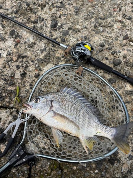 淀川午後チニング