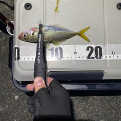 アジは夕まずめだけ