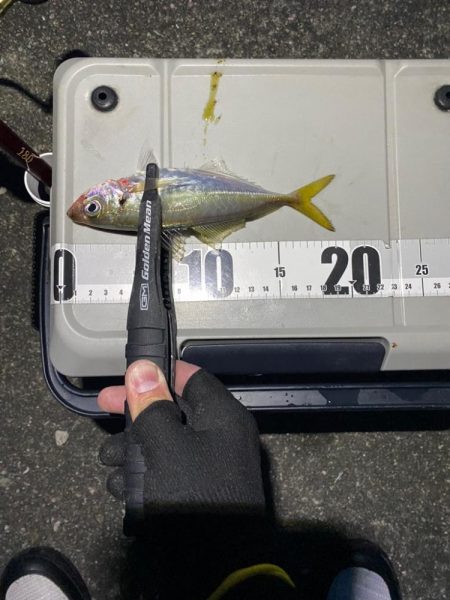 アジは夕まずめだけ