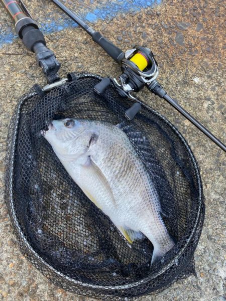 キビレ4、チヌ1