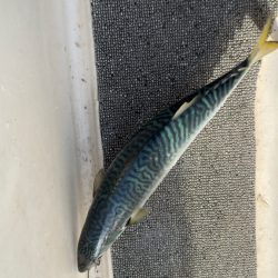 シーバス/キャスティング