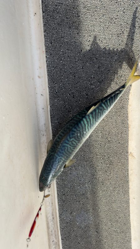 シーバス/キャスティング