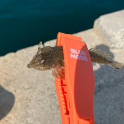 昼からのキス釣り