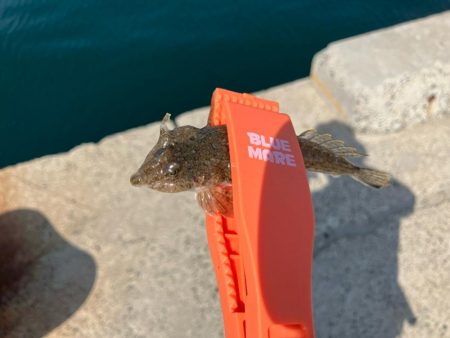 昼からのキス釣り