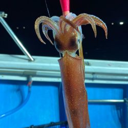 イカメタル開幕