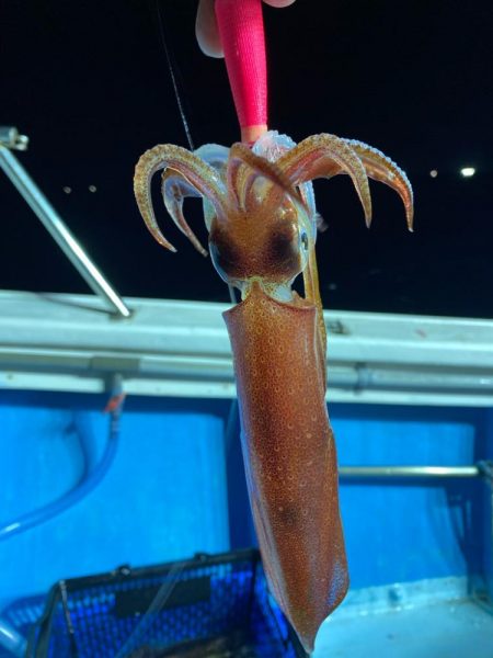 イカメタル開幕