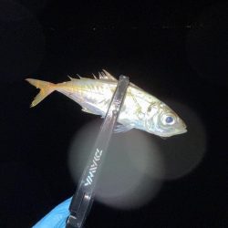 やっとアジングで釣れた