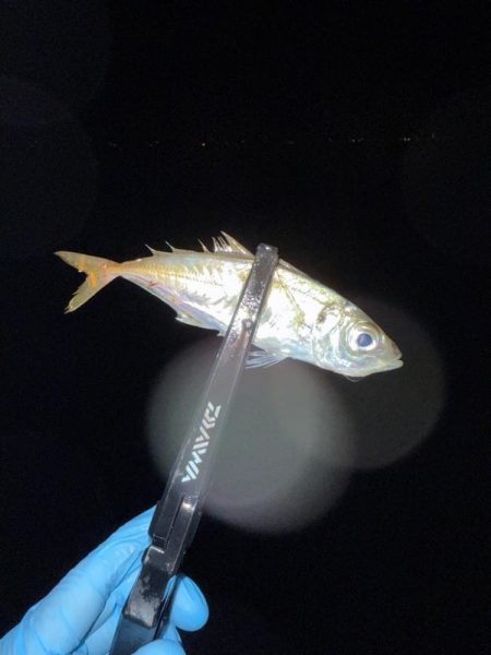 やっとアジングで釣れた