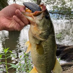 ギルパターンの季節