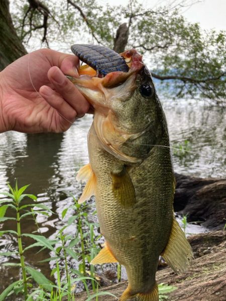 ギルパターンの季節