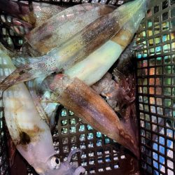 イカメタル調査