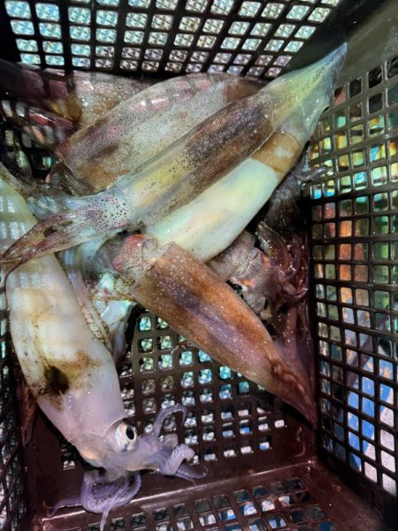 イカメタル調査