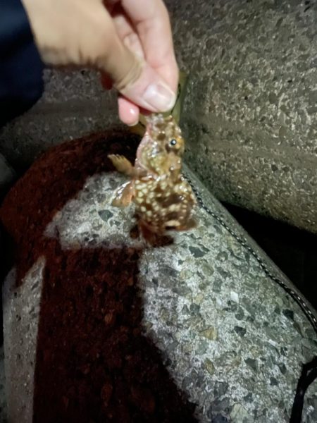 やっとアジいた