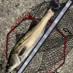 ヘチってきました