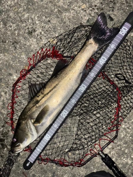 ヘチってきました