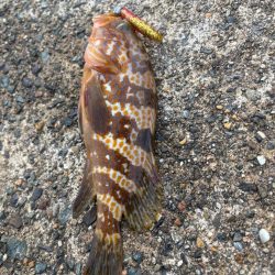 親イカを求めて…