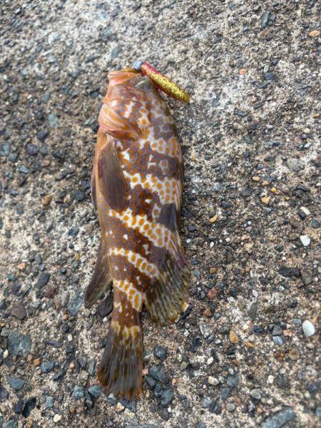 親イカを求めて…