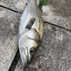 セイゴバチ抜け