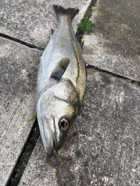 セイゴバチ抜け