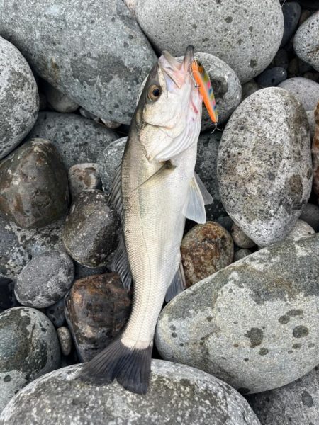 久しぶりのスズキさん