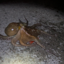 今年初タコは新記録でした