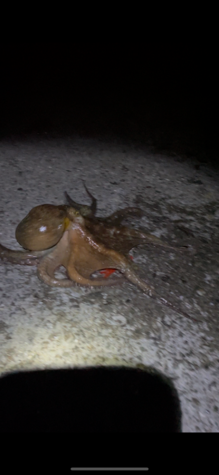 今年初タコは新記録でした