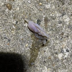 メバリングのつもりが・・・