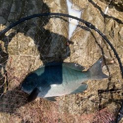 沖磯で梅雨グレ狙い